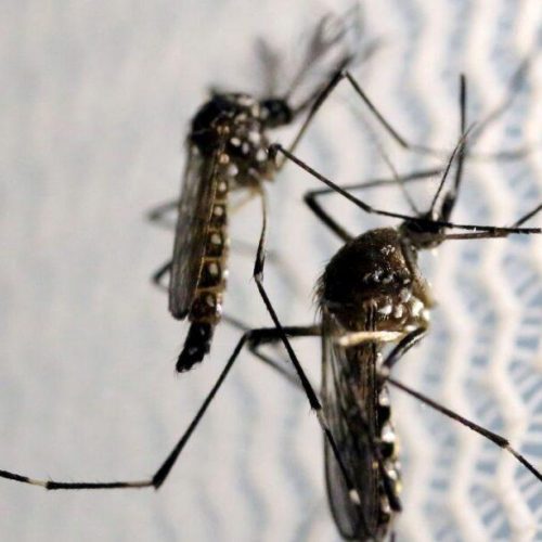 Ponta Grossa confirma nova morte por dengue e óbitos chegam à 11 na cidade